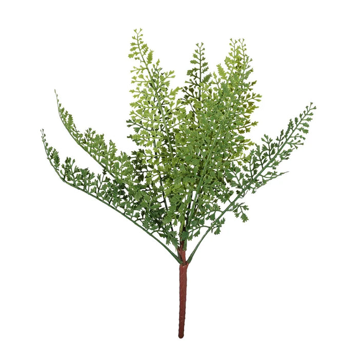 Dainty Fern Bush x 33cm tall