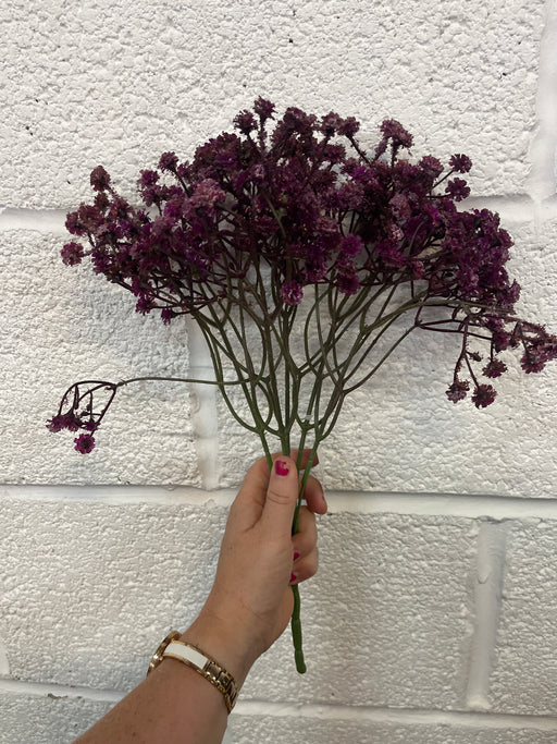 37cm burgundy gypsophila bush