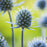 ERYNGIUM planum Thistle Seeds
