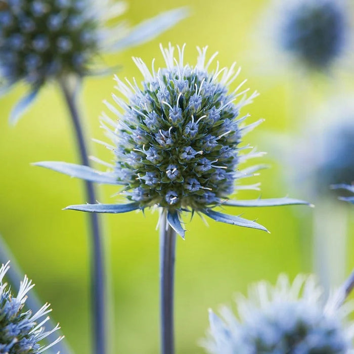 ERYNGIUM planum Thistle Seeds
