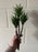 Three stem succulent