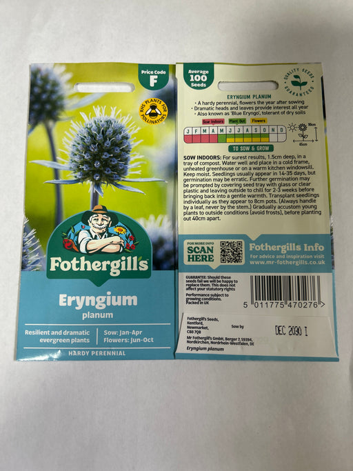 ERYNGIUM planum Thistle Seeds