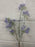 Single stem lilac babies breath 65cm