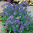 FORGET ME NOT Indigo