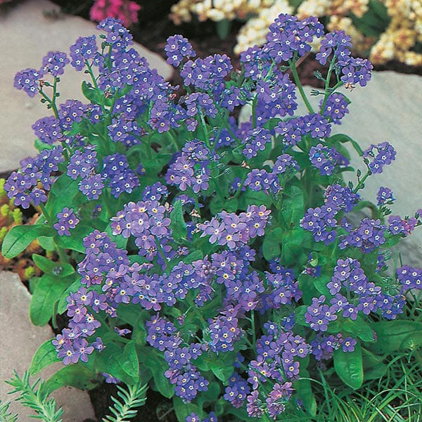 FORGET ME NOT Indigo