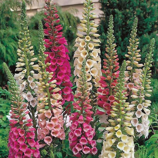 FOXGLOVE Foxy Mixed Seeds