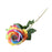 Garden Rose - Rainbow Shades - 35cm tall
