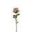 Garden Rose - Rainbow Shades - 35cm tall