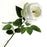 Garden Rose - White x 50cm long
