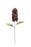 Dry Look Panicled Hydrangea Stem - 68cm long - Burgundy