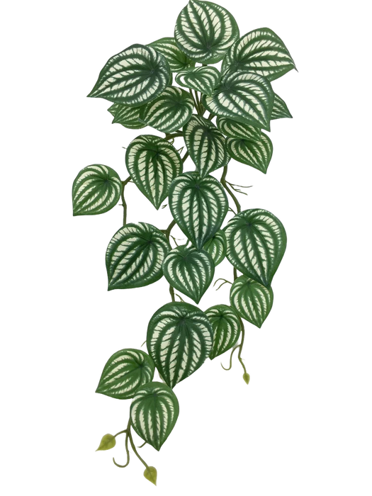 Hanging Variegated Peperomia - Green/White - 45cm long