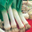 LEEK Seeds Lyon (Prizetaker)
