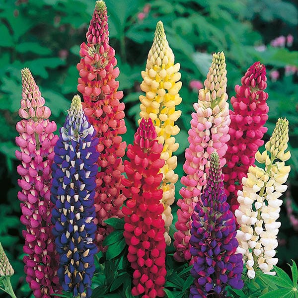 LUPIN Russell Mixed Seeds