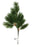 Large Evergreen Mountain Spray - 52cm long with 12 tips
