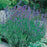 Lavender Munstead Seeds