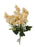 Limonium Bush x 35cm - Cream