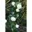 Luxury Rose Garland White - 13 heads (1.8m)