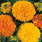 MARIGOLD (African) Crackerjack Mix Seeds