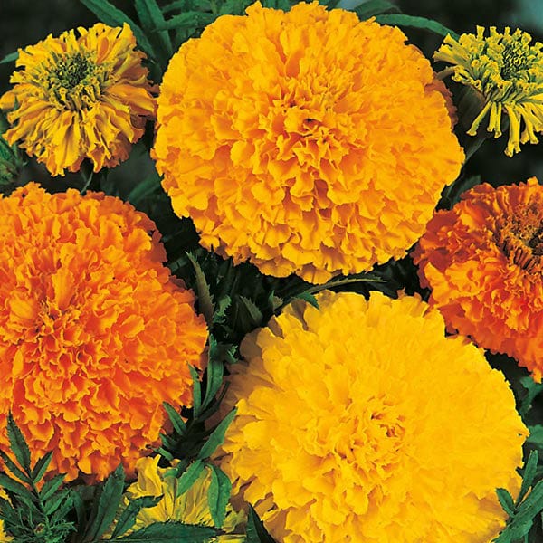 MARIGOLD (African) Crackerjack Mix Seeds