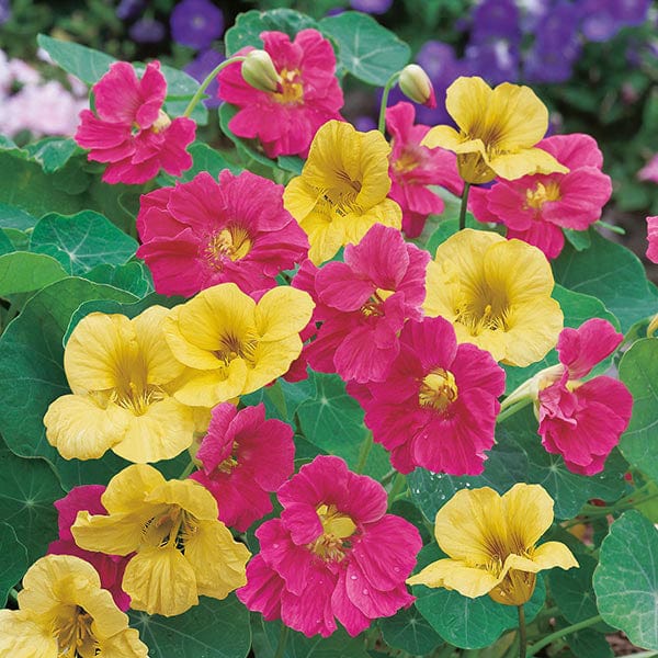 NASTURTIUM Summer Carousel Seed