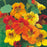 NASTURTIUM (Trailing) Mix Seeds