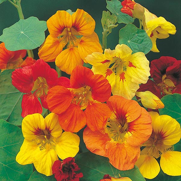 NASTURTIUM (Trailing) Mix Seeds