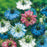 NIGELLA Love in a Mist Seeds