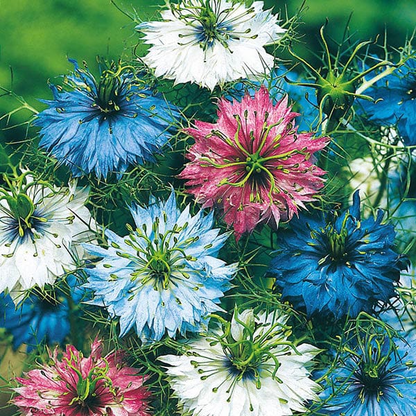 NIGELLA Love in a Mist Seeds