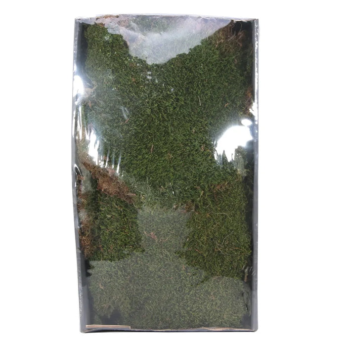 Natural Green Preserved Moss in Tray - 500g