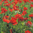Nature's Helpers Wild Poppy Seeds