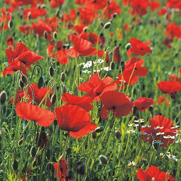 Nature's Helpers Wild Poppy Seeds