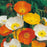 POPPY Iceland Mixed Seeds