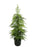 91cm Potted Pine Tree - Green (91cm long)