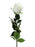 Prize Rose Bud x 64cm long - Cream