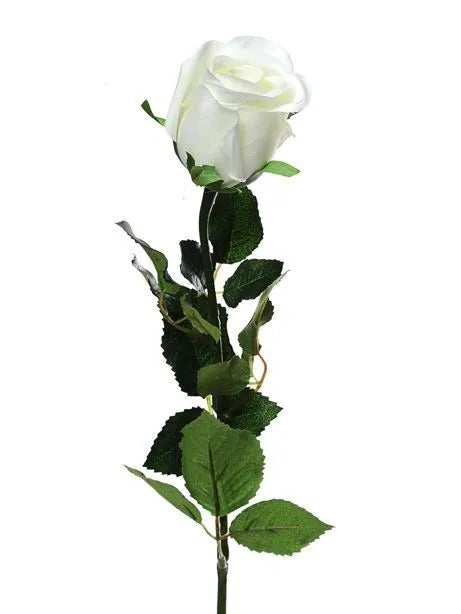 Prize Rose Bud x 64cm long - Cream