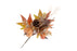 Pumpkin & Eucalyptus Branch x 37cm long - Orange/Brown