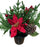 Red Poinsettia & Berry Grave Pot