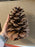 SINGLE Large Size Maritima Natural Pine Cones - 10-14cm