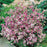 STOCK NIGHT SCENTED Seeds