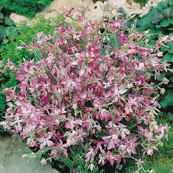 STOCK NIGHT SCENTED Seeds