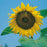 SUNFLOWER Giant Single Seeds