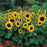 SUNFLOWER Little Dorrit Seeds