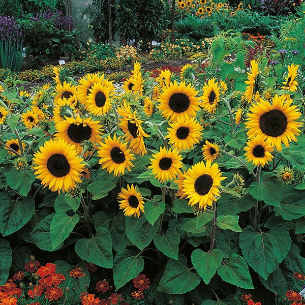 SUNFLOWER Little Dorrit Seeds