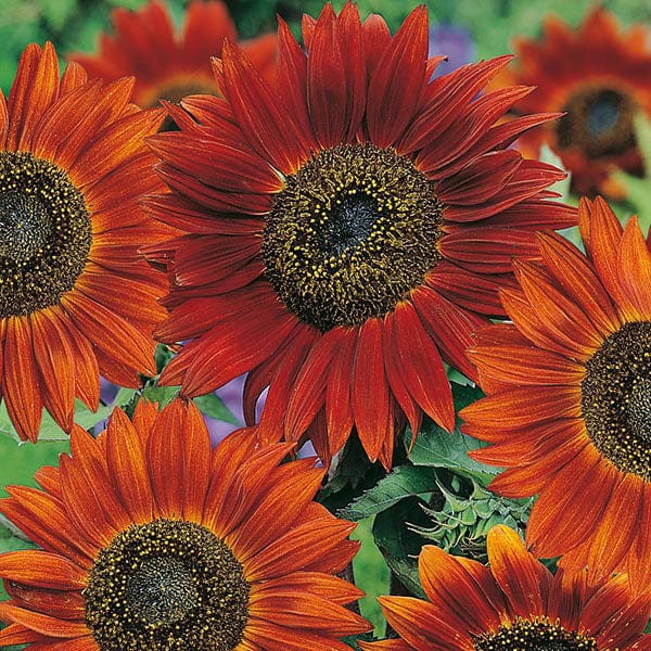 SUNFLOWER Velvet Queen Seeds