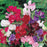 Sweet Pea Bouquet Mix Seeds