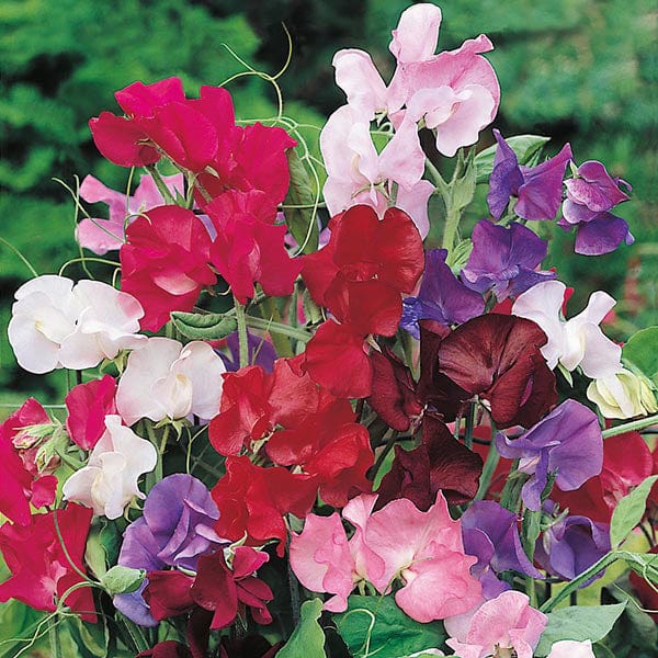 Sweet Pea Bouquet Mix Seeds