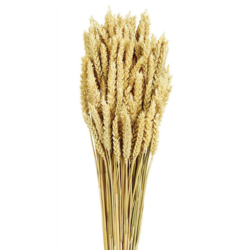 Wheat - Natural - 60cm tall