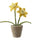 Wool Daffodil Pot - H16.5cm