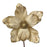25cm Magnolia Pick  - Champagne