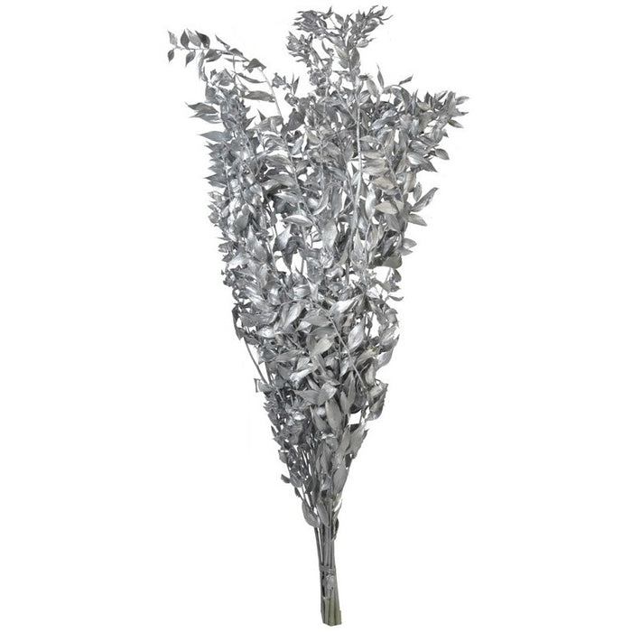 Preserved Ruscus 70/80cm - Silver -150g